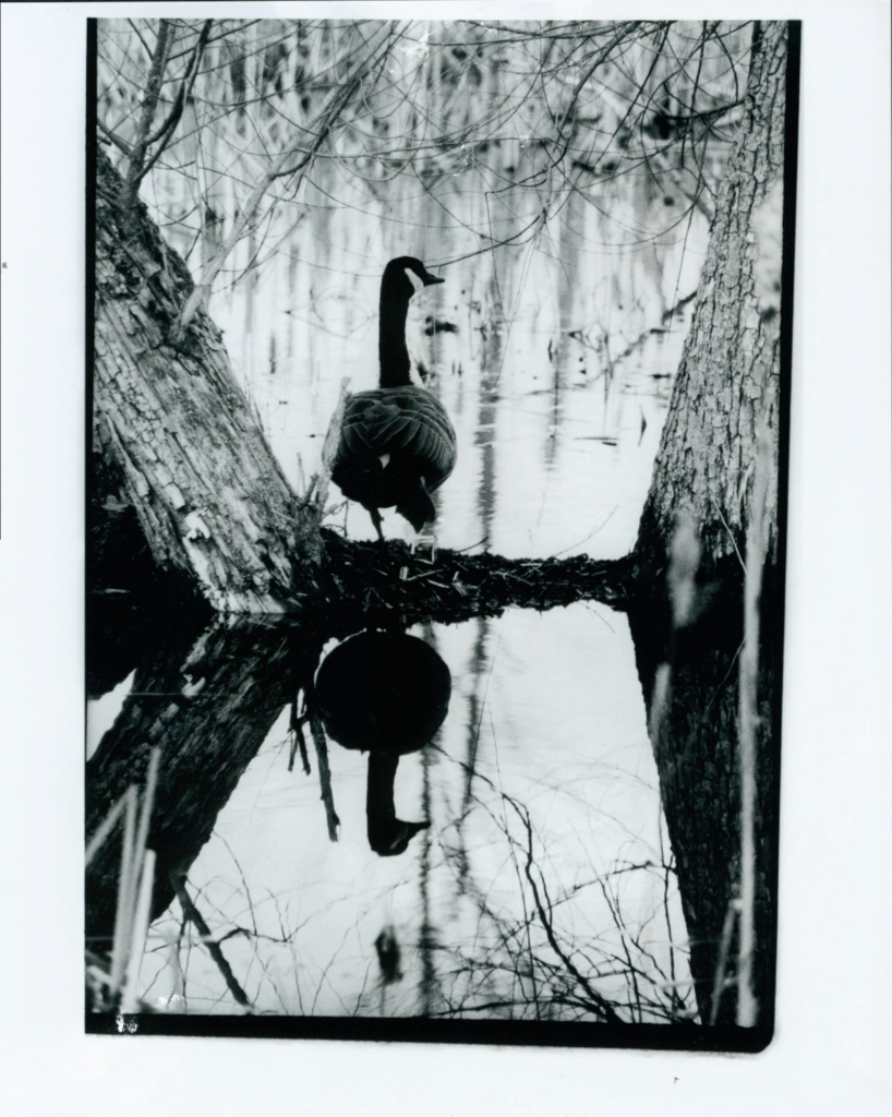 Black and white print of Canadian goose and its reflection on a pond